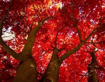 A picture of a red maple tree in the summer