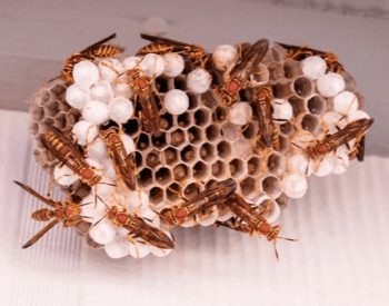 A photo of a red paper wasp nest