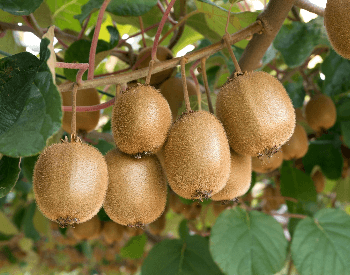 A picture of ripe kiwi on a tree