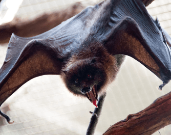 A close-up picture of a rodrigues fruit bat