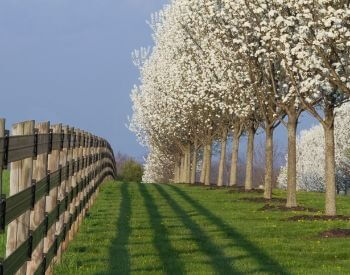 A picture of a row of blooming dogwood trees