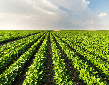 A picture of rows of soybeans on a farm