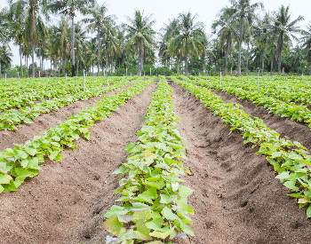 A picture of rows of sweet potato plants