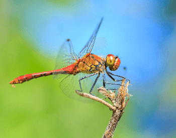 A photo of a ruddy darter (Sympetrum sanguineum) dragonfly