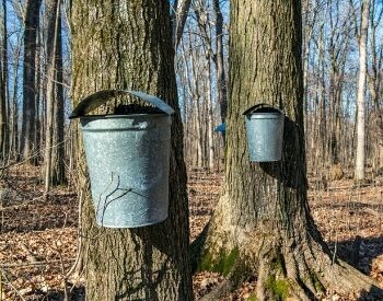 A picture of a sugar maple tree and some sap buckets