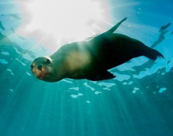 A picture of a sea lion