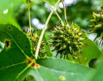 A picture of a seed pod of the sweetgum tree