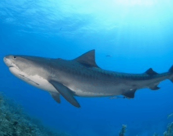 A side view picture of a tiger shark.