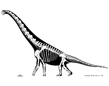 Skeletal diagram of a Brachiosaurus