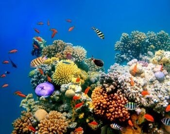 A picture of small fish swimming around a coral reef