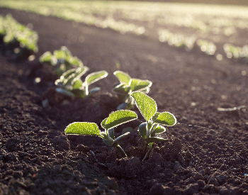 A picture of soybean seedlings in the ground