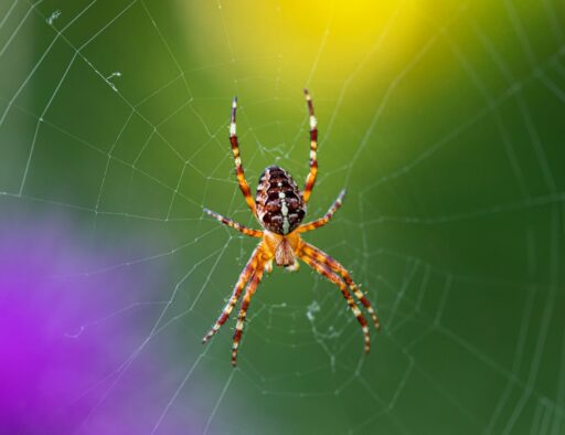 28 Red Orb Spider Facts