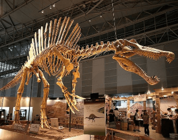 A Spinosaurus in a museum exhibit