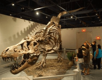 Stan Tyrannosaurus Rex Skeleton At The Farmington Museum