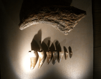 A picture of Suchomimus teeth and a claw