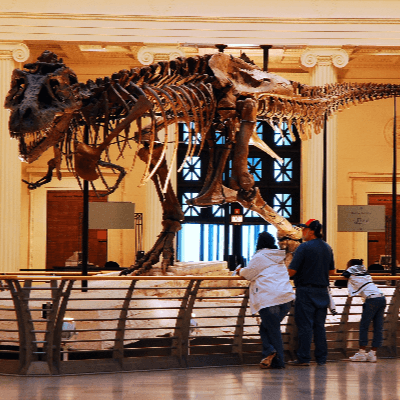 Sue (FMNH PR 2081) Tyrannosaurus Rex