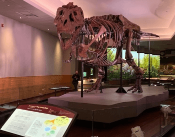 Sue Tyrannosaurus Rex Skeleton At Chicago Field Museum