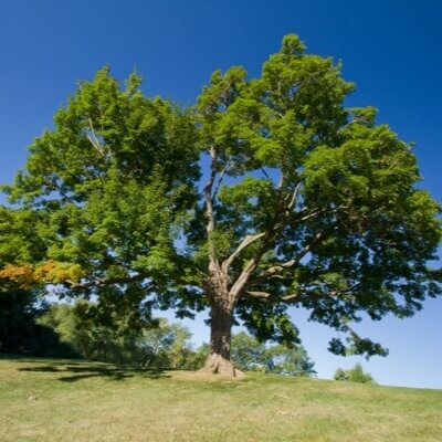 A Picture of a Sugar Maple Tree