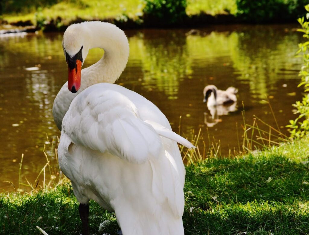 Swans facts for kids