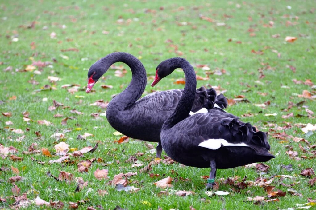 Swans facts for kids