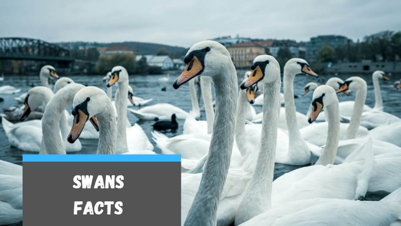 Swans facts for kids