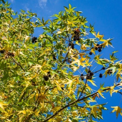 A Picture of a Sweetgum Tree