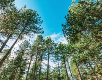 A picture of tall pine trees in a forest