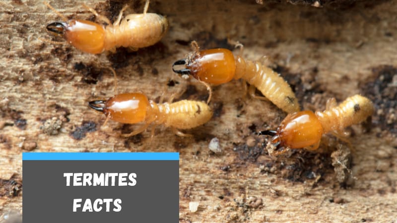 25 Facts About Termites for School