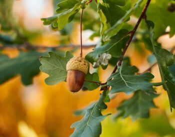 A picture of an acorn (seed) on an oak tree
