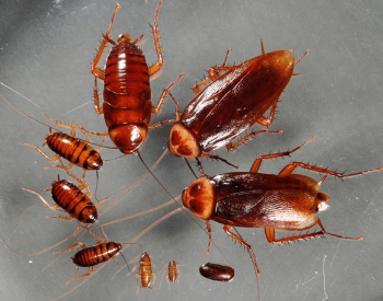 A picture of the different life stages of the American cockroach