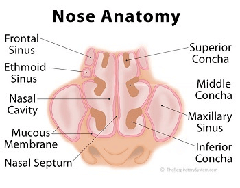 A diagram of the anatomy of the human nose