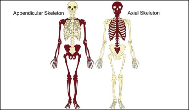 A diagram of the axial and appendicular skeleton