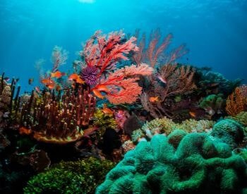 A picture showing the beautiful landscape of a coral reef