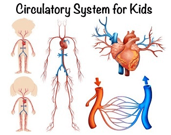 A diagram made exclusively for kids that shows different parts of the human circulatory system