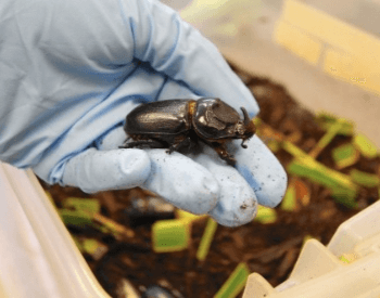 A picture of the coconut rhinoceros beetle