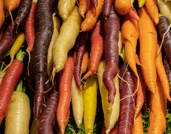 A picture of the different carrot colors