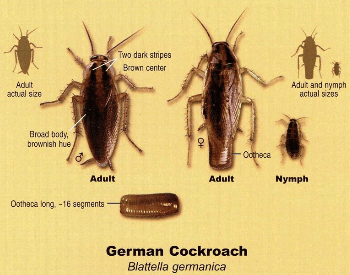 A picture of the different life cycles of the German cockroach