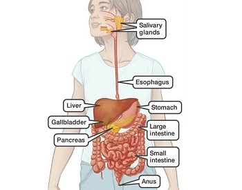 A diagram that shows you all of the different parts of the digestive system