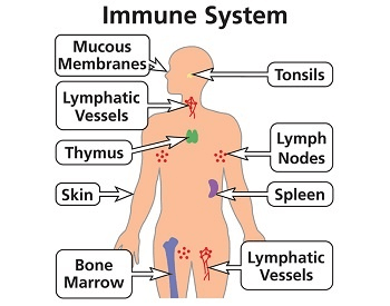 A diagram that shows you all of the different parts of the human immune system
