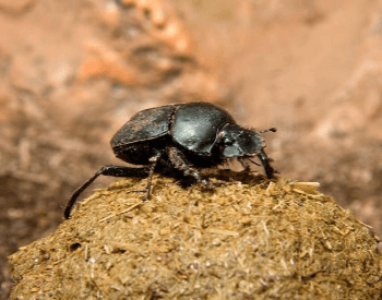 A picture of a dung beetle on top of dung