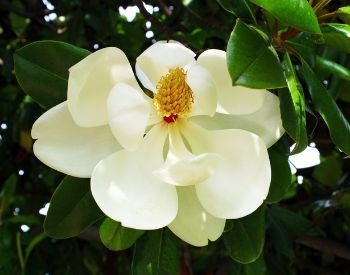 A picture of a white flower on a magnolia tree