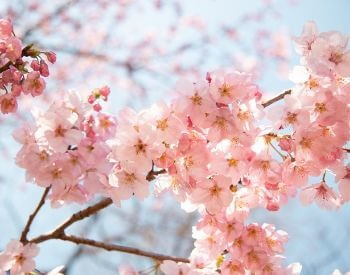 A picture of the flowers of a cherry blossom tree