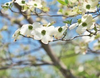 A picture of the flowers of a dogwood tree
