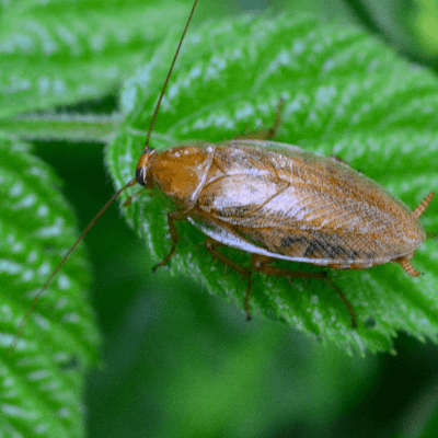 A Picture of a German cockroach