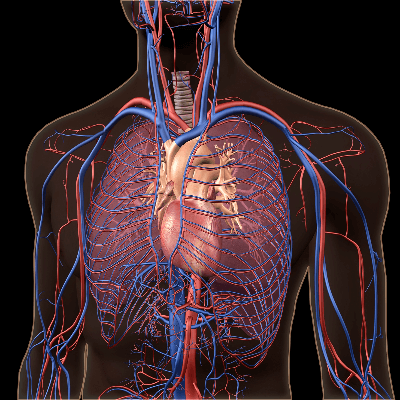 A Picture of the Circulatory System