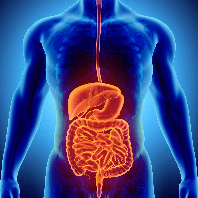 A Picture of the Digestive System