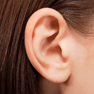A Picture of the Human Right Ear
