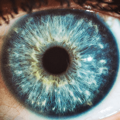 A Picture of the Human Eye