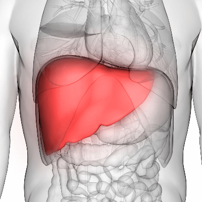 A Picture of the Human Liver