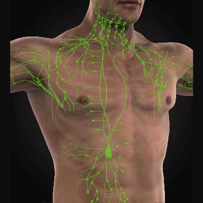 A Picture of the Lymphatic System